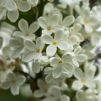 White Lilac | 14 :: Sergey Sonvar