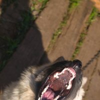 Скучная жизнь цепного пса :: Сергей Шаврин Скучная жизнь цепного пса :: Сергей Шаврин