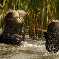 Битва Лысух :: Екатерина Счасная