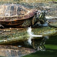 *** :: Владимир Безбородов