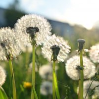 Маленький мир в каждом одуванчике  :: Владислав Левашов