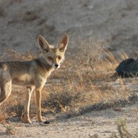 Ф :: Конрад Карлович Михельсон