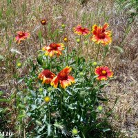 Начало лета... :: Нина Бутко