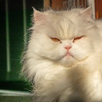 Король... :: Николай Гирш