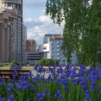 Ирисы :: Евгений Тарасов 