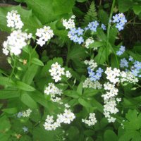 Белые и голубые :: Дмитрий Никитин