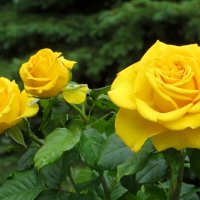 Солнечный цвет роз :: Татьяна Смоляниченко