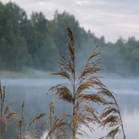 Тростниковый камыш :: Алексей Булак