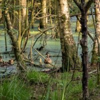 Утиная радость... :: Николай Гирш