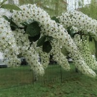 Цвет черёмухи... :: Владимир Шошин