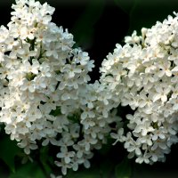 Белая сирень :: Нэля Лысенко