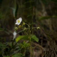 Цветок земляники :: Андрей + Ирина Степановы