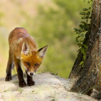 *** :: Валерий Черняк