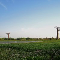 Кусочек Мадагаскара. :: unix (Илья Утропов)