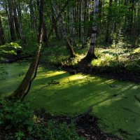 Из того, что успел недопоказать в июне :: Андрей Лукьянов Из того, что успел недопоказать в июне :: Андрей Лукьянов