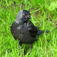 Суровый взгляд. :: Милешкин Владимир Алексеевич 