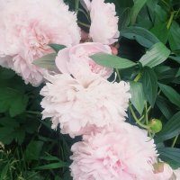 Июнь :: Георгиевич 