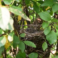 Обыкновенная овсянка :: Константин Сафронов Обыкновенная овсянка :: Константин Сафронов