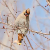 Свиристель. :: Виктор Иванович Чернюк