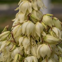 Юкка :: Игорь Сикорский