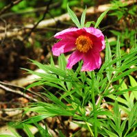 Июнь...Зацвел в тайге марьик корень! :: Владимир 
