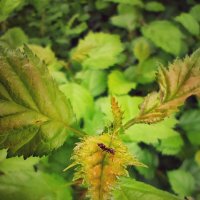 Муравей :: Алексей Архипов