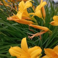 Лилейник :: Елена Семигина