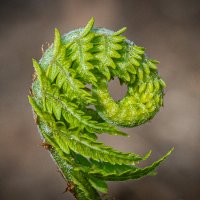 Папоротник просыпается :: Владимир 