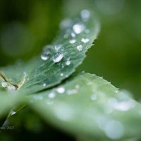 Капли после дождя :: Александр Синдерёв Капли после дождя :: Александр Синдерёв