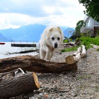 Вечный двигатель Алита :: Светлана