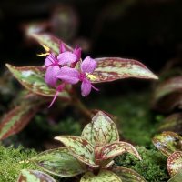 малютка... :: ИРЭН@ .