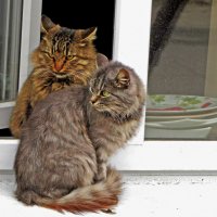 в ожидании гостей :: ИРЭН@ . в ожидании гостей :: ИРЭН@ .