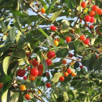 местная черешня :: Елена Шаламова