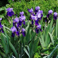 Ирис :: Рита Симонова