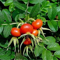 ЛЕТО :: Юрий Владимирович 34