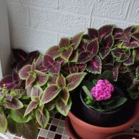 Доброе утро! :: Нина Акарцева 