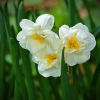 Майское трио :: Светлана Майское трио :: Светлана