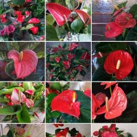 Ещё цветёт с декабря 2023 года :: Светлана Хращевская Ещё цветёт с декабря 2023 года :: Светлана Хращевская