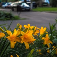 Природа в Городе :: юрий поляков