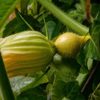 Кабачок-малыш... :: Николай Гирш