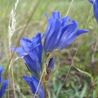 Горечавка :: Anna Ivanova Горечавка :: Anna Ivanova