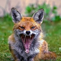 Обыкновенная лисица :: Aleksey Afonin Обыкновенная лисица :: Aleksey Afonin