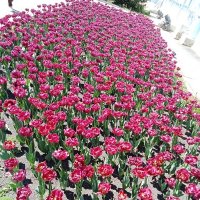 Апрельское цветение :: Виктор Апрельское цветение :: Виктор