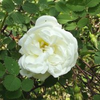 Шиповник :: Freddy 97