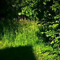 Летние этюды 14 :: Алексей Кузнецов