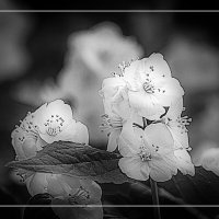 ЦВЕТЕНИЕ :: Владимир Кроливец