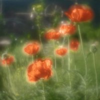 Маки :: Сергей 