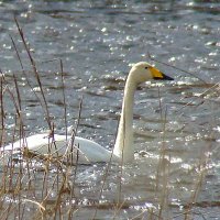 лебедь кликун :: gawrilа - dan