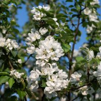 Яблоня цветёт :: Павел Харлин Яблоня цветёт :: Павел Харлин