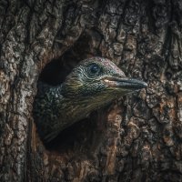 Ждун :: Александр К.